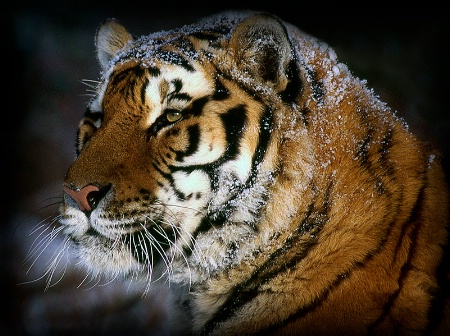 Snow Tiger