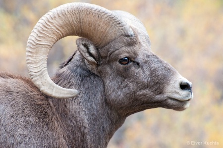 Bighorn