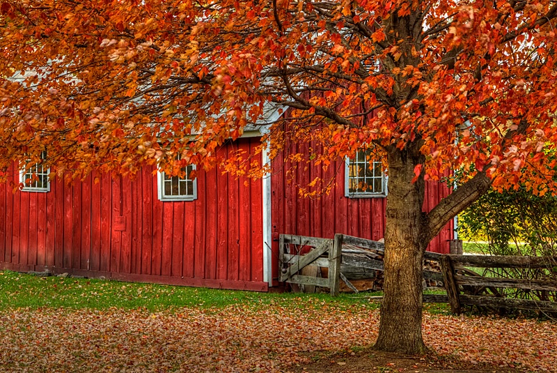 Red Barn and Tree