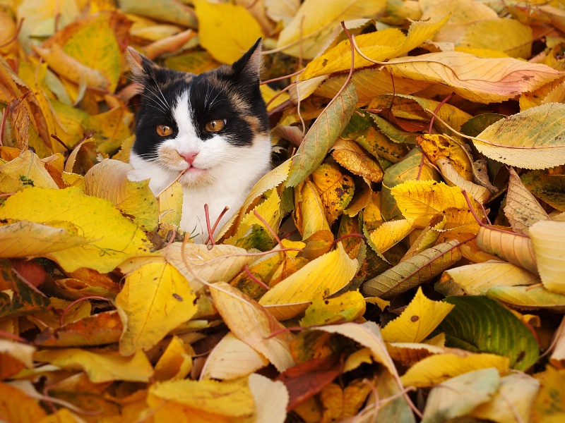 Autumn playground