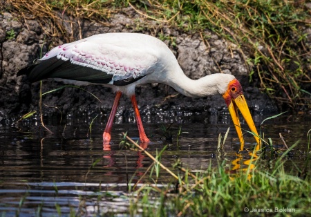 Yellow-billed Stork