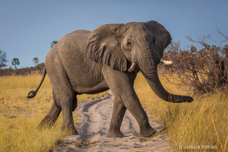 Elephant Crossing