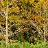 2Autumn Bald Cypress - ID: 15038182 © Carol Eade