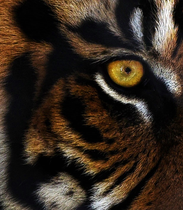 Eye Of The Tiger