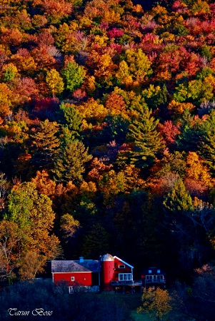 Fall colours.