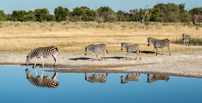 Burchell Zebras