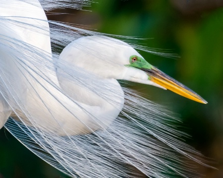 Blowing in the Wind