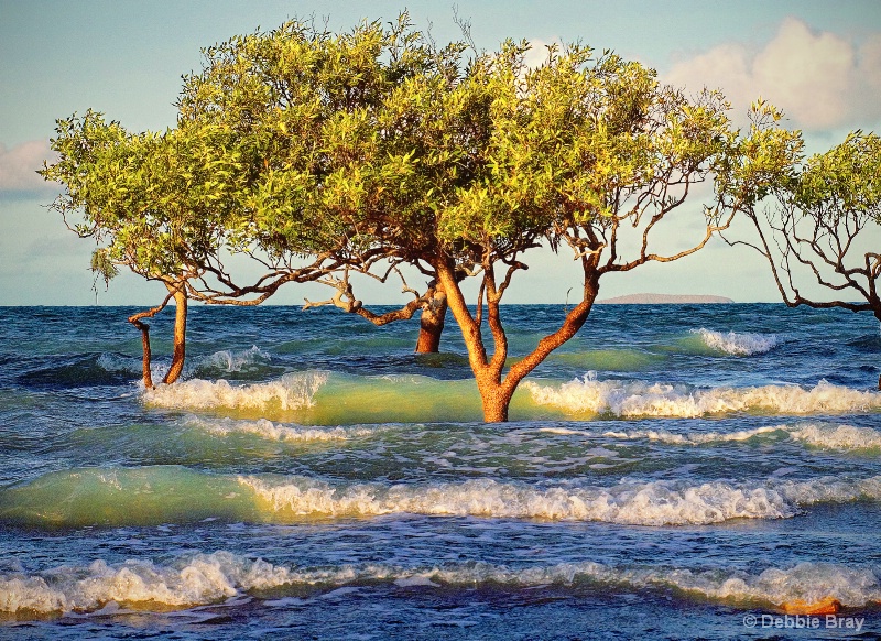 Mangroves awash! 