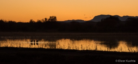 Cranes after sunset