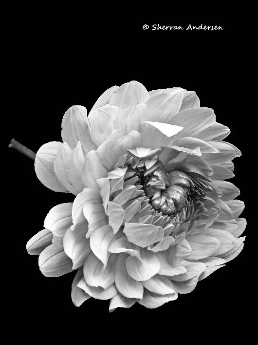 Dahlia in B&W