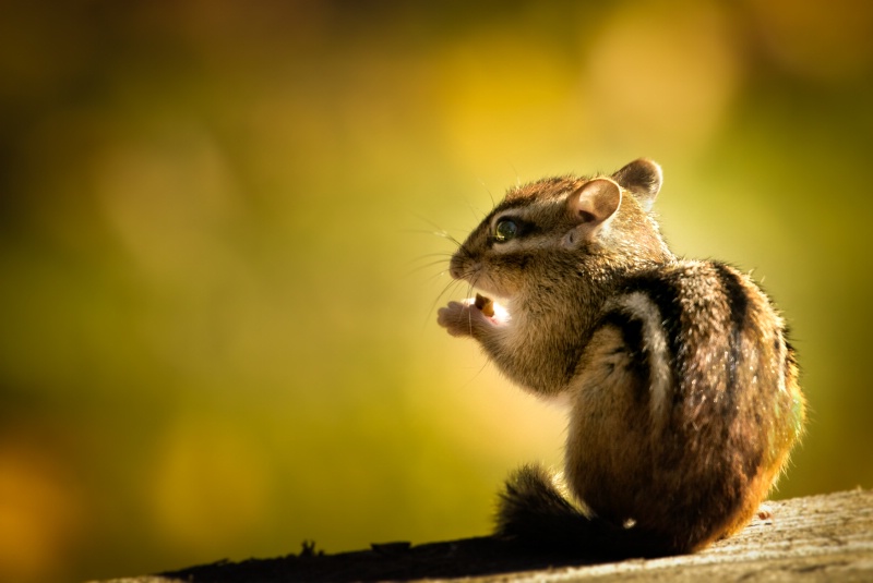 Hungry chipmunk