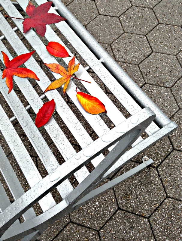 Leaves fallen on bench