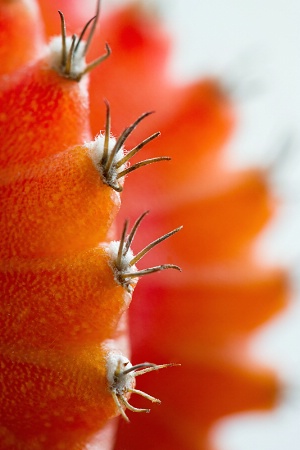 Cactus Hairs