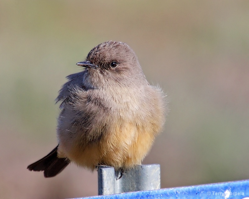 Say's Phoebe