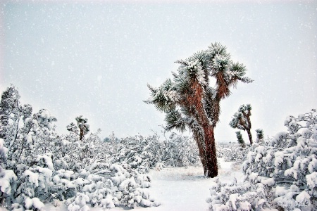 Rare Mojave Snow