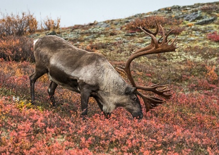 Caribou Grazing  