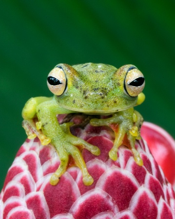 Glass frog