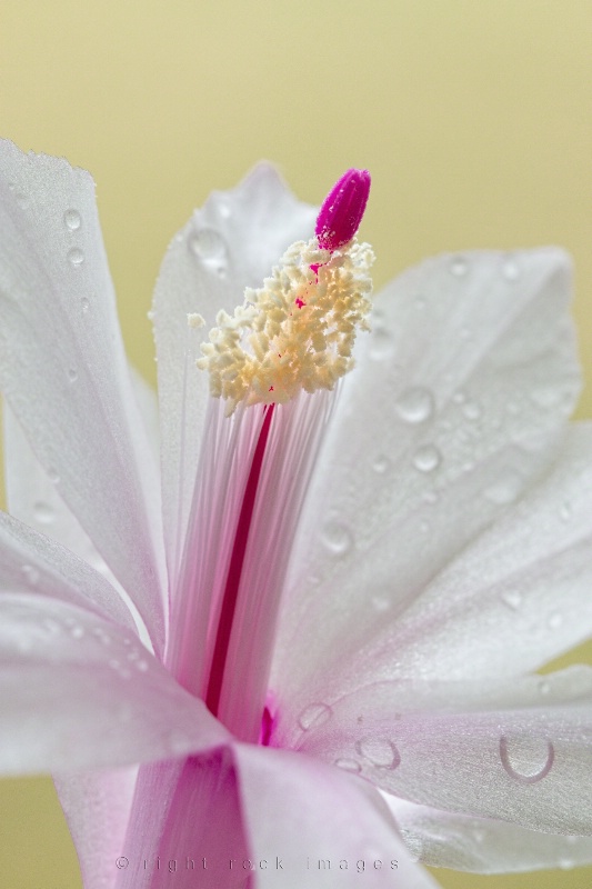 Christmas Cactus Flower