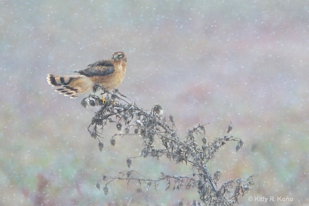 Northern Harrier in the Snow