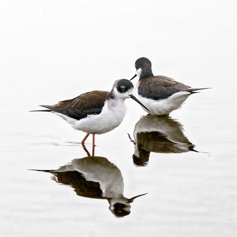 Black Necked Stilts