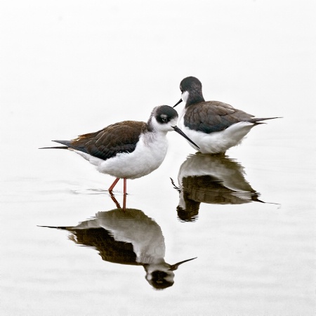 Black Necked Stilts