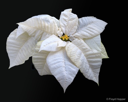 White Star Poinsettia
