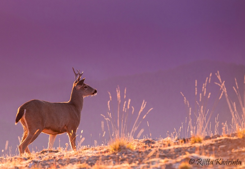 Mule Deer at Sunset