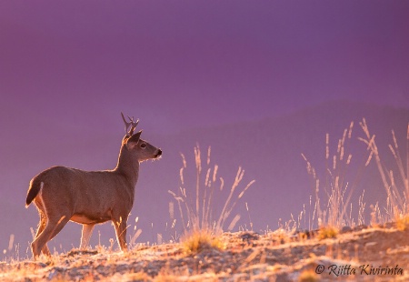 Mule Deer at Sunset