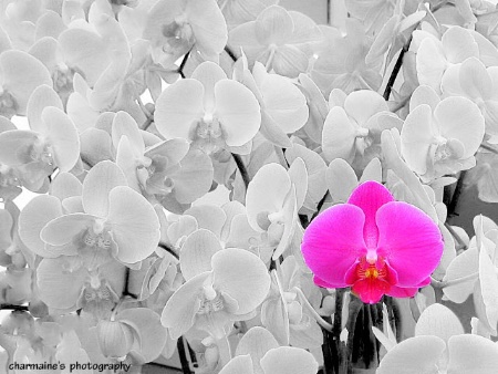 Pink Orchid