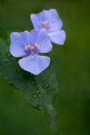 Blue Flowers