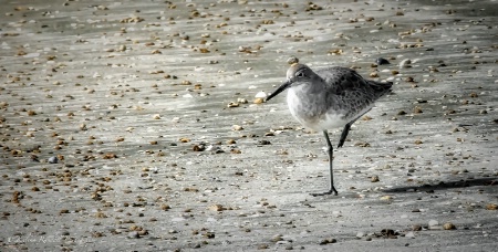 Willet