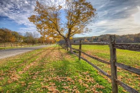 Tree Along the Road