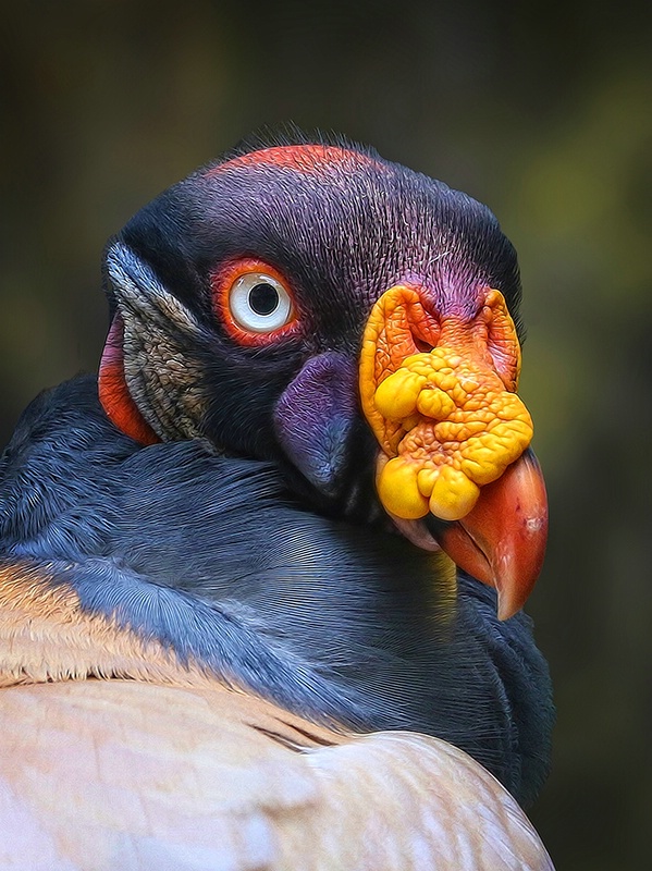 King Vulture