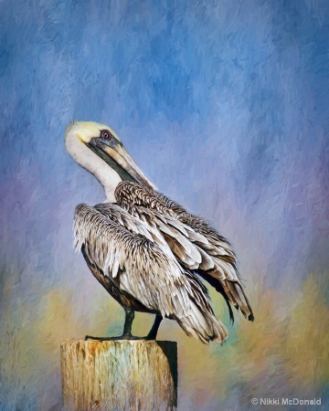 Brown Pelican