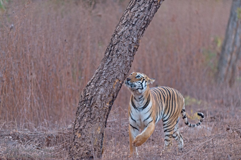 Tigress Maya-checking for intruders !
