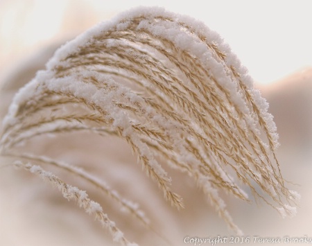 Winter Grasses