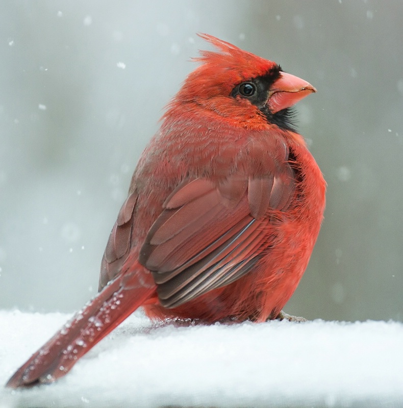 Snow Bird