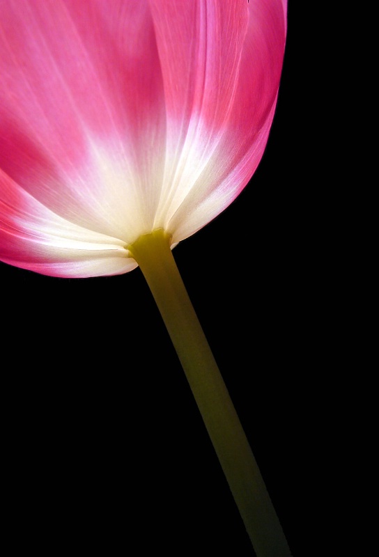 Tulip Luminosity