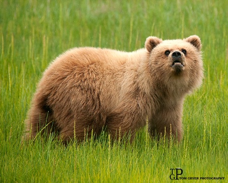 Grizzley Cub