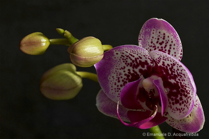 January 2016 Purple Orchid