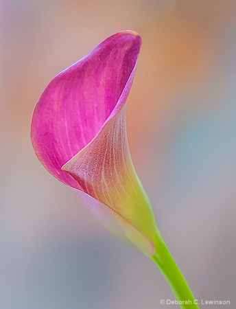 Calla Lily