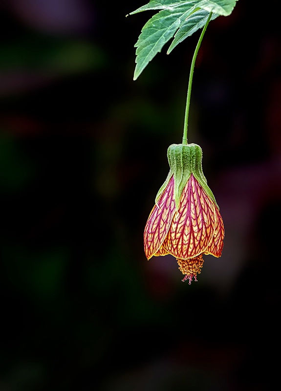 Flowering Maple