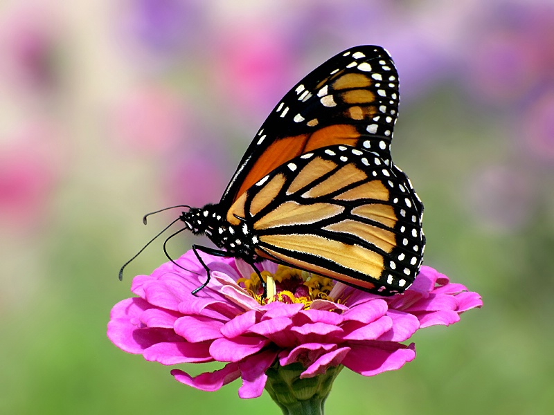 Monarch Beauty