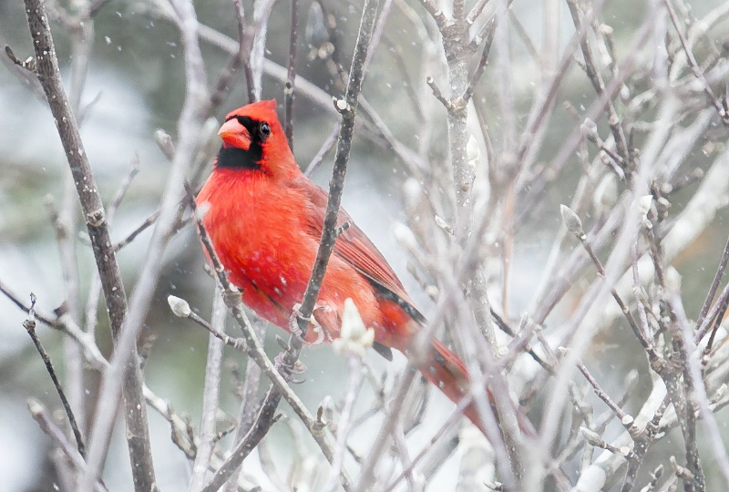 Cardinal in Snow