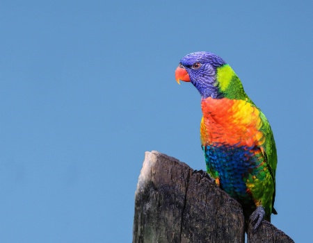 Rainbow Lorikeet