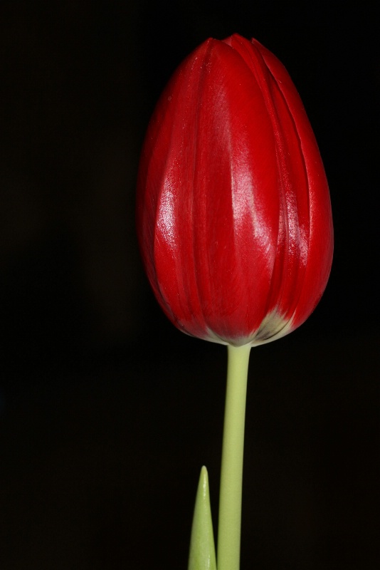 red tulip