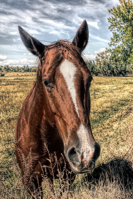 Stop Horsing Around