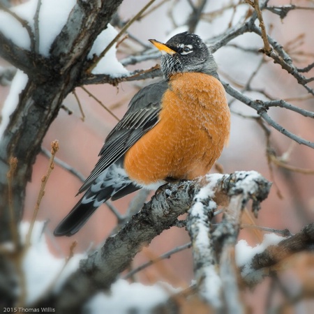 Winter Robin