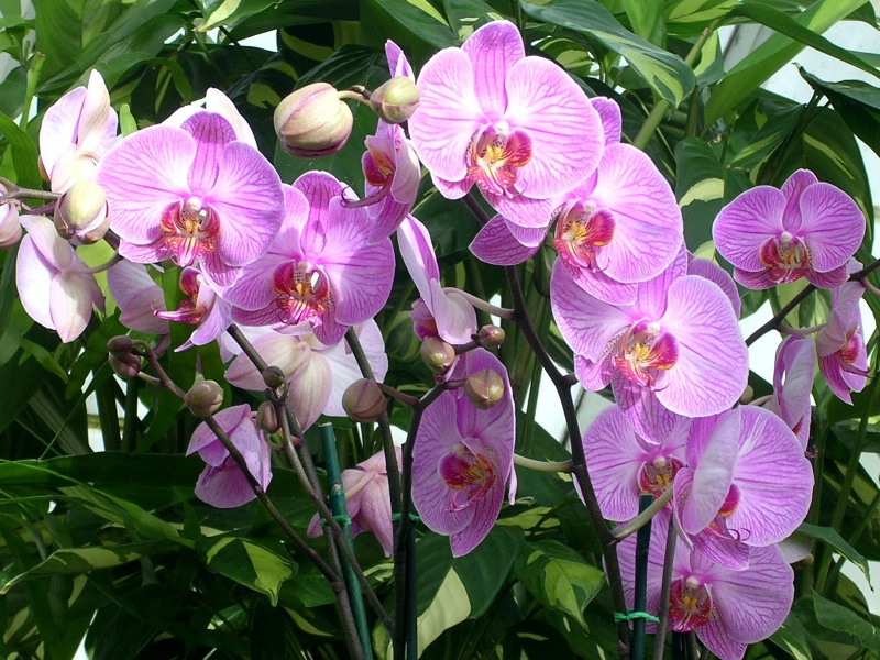 A spray of orchids