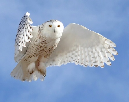 The Majestic Snowy Owl